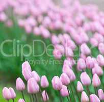 pink tulips, very shallow focus