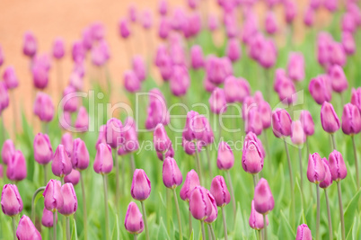 pink tulips, very shallow focus