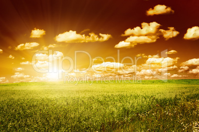 green field with blooming flowers and red sky