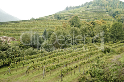 Vineyard in Wachau