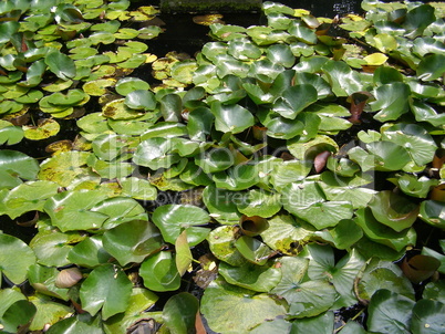 Water lily Nimphaea