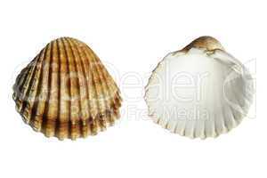 Shell picture