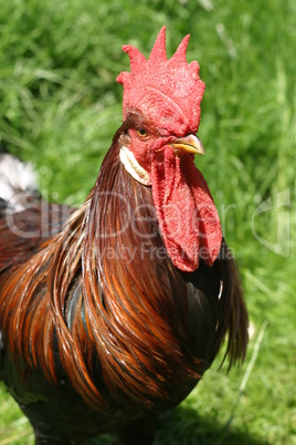 Hen