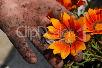 Orange flower in garden in dirty hand