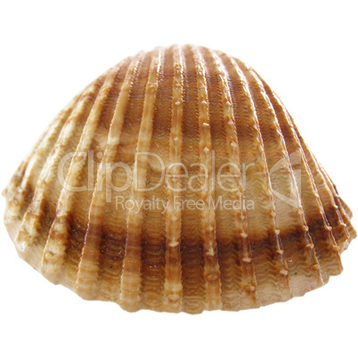 Shell picture