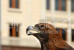 Brown Eagle on street