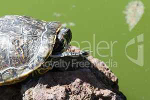 Sunbath turtle