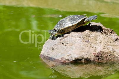 Sunbath turtle