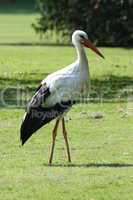Weißstorch White Stork ,"Ciconia ciconia"