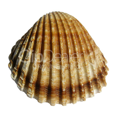 Shell picture