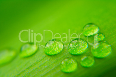 Water drops on plant leaf