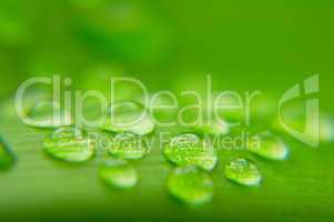 Water drops on plant leaf