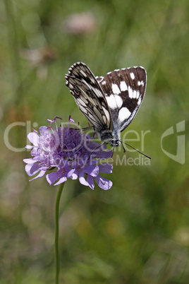 Melanargia galathea, Schachbrett, Damenbrett