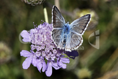 Polyommatus coridon, Silbergrüner Bläuling, Männchen (Lysandra coridon)