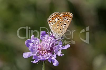 Polyommatus, Bläuling