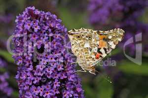 Distelfalter (Vanessa cardui) auf Buddleja davidii