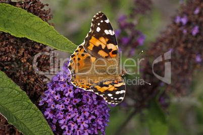 Distelfalter (Vanessa cardui) auf Buddleja davidii