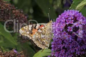 Distelfalter (Vanessa cardui) auf Buddleja davidii