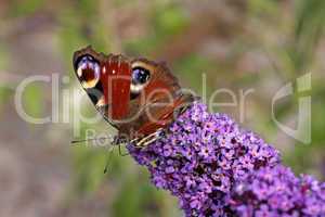 Nymphalis io, Tagpfauenauge auf Schmetterlingsflieder, Sommerflieder (Buddleja)