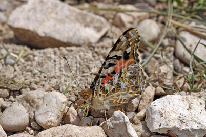 Vanessa cardui, Distelfalter (Cynthia cardui)