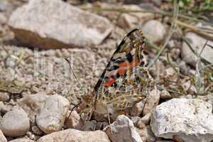 Vanessa cardui, Distelfalter (Cynthia cardui)