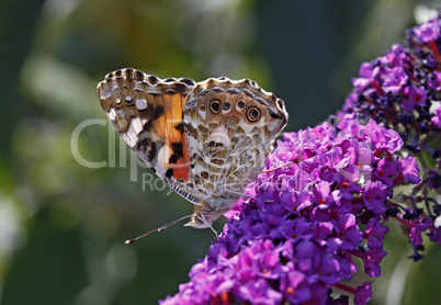 Vanessa cardui, Distelfalter (Cynthia cardui) auf Buddleja