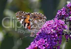 Vanessa cardui, Distelfalter (Cynthia cardui) auf Buddleja