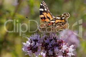 Distelfalter (Vanessa cardui) auf Dost, Origanum vulgare