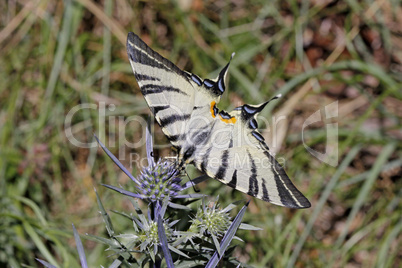 Iphiclides podalirius, Segelfalter