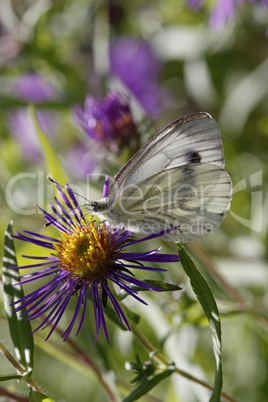 Pieris napi, Rapsweißling auf Aster novae-angliae, Rauhblattaster