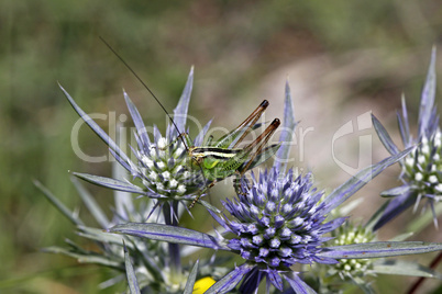 Eryngium amethystinum, Blauer Mannstreu mit Heuschrecke