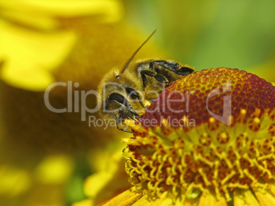 Honigbiene (Apis mellifica) auf Helenium-Hybride