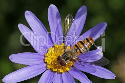 Episyrphus balteatus, Gemeine Winterschwebfliege