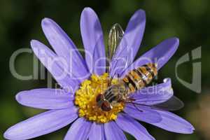 Episyrphus balteatus, Gemeine Winterschwebfliege