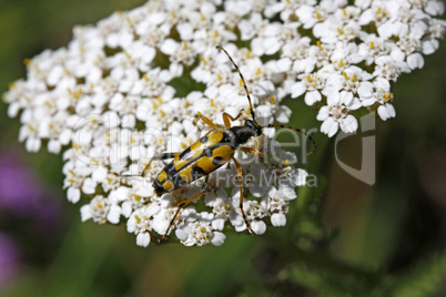 Strangalia maculata, Gefleckter Schmalbock auf Schafgarbe, Achillea