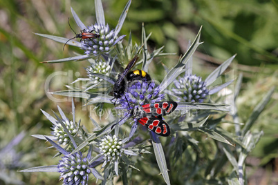 Zygaena carniolica, Esparetten-Widderchen