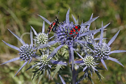 Zygaena carniolica, Esparetten-Widderchen