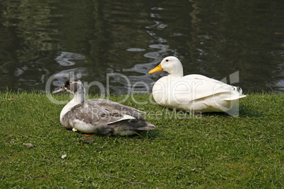 Hausente - Domestic duck