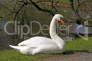 Höckerschwan (Cygnus olor) - Mute swan
