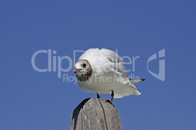 Lachmöwe, Larus ridibundus - Black-headed gull