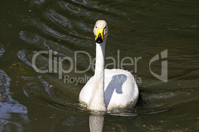 Singschwan, Cygnus cygnus, Whooper Swan