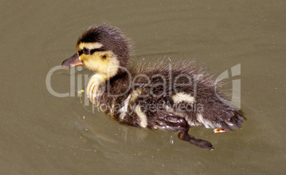 Stockente, Anas platyrhynchos - Mallard