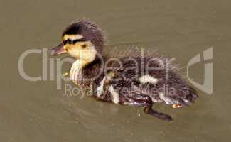 Stockente, Anas platyrhynchos - Mallard