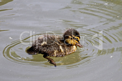 Stockente, Anas platyrhynchos - Mallard