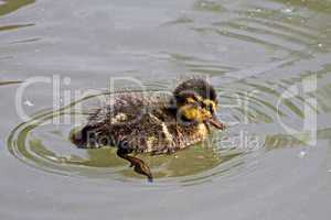 Stockente, Anas platyrhynchos - Mallard