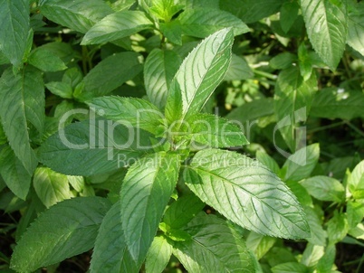 Peppermint
