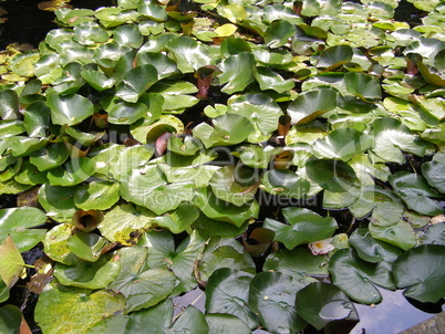 Water lily Nimphaea