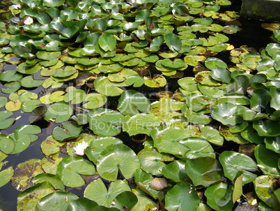 Water lily Nimphaea