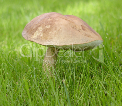 Mushroom