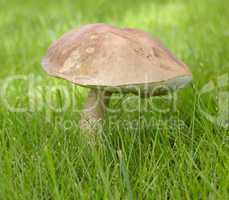 Mushroom